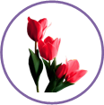 Tulipán csoport